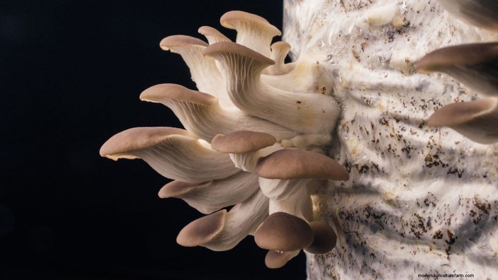 How To Set Up A Low Tech Mushroom Farm