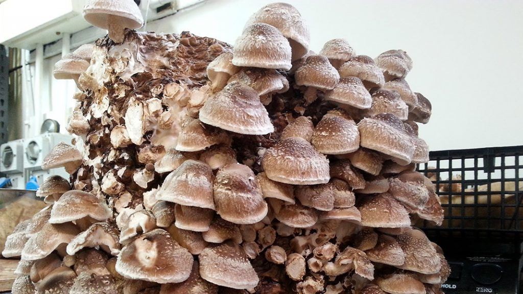 How To Set Up A Low Tech Mushroom Farm