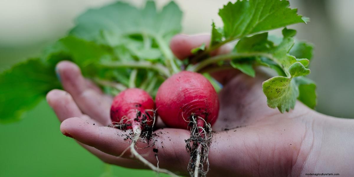 How To Grow Microgreens: The Ultimate Guide