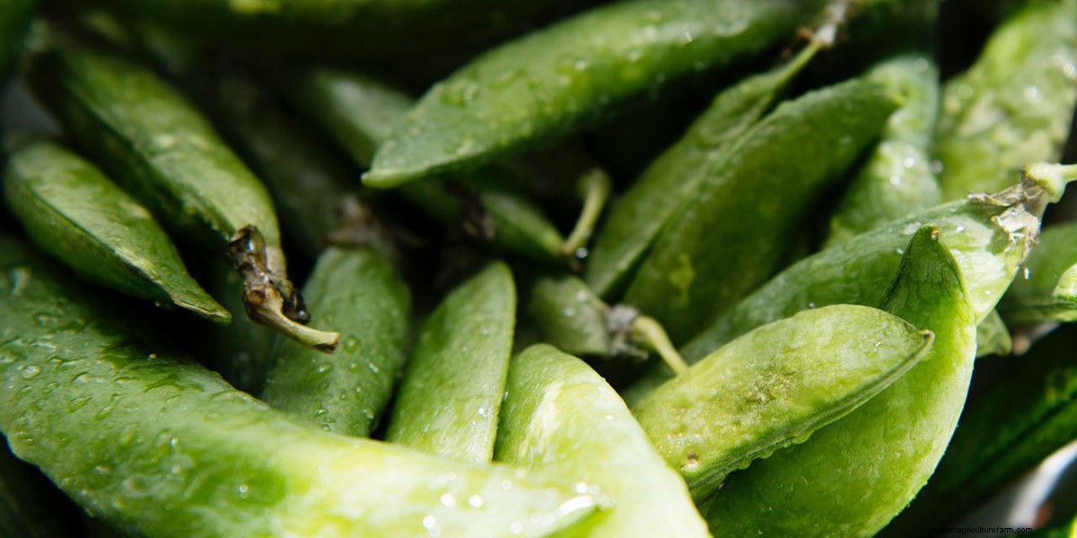 How To Grow Microgreens: The Ultimate Guide