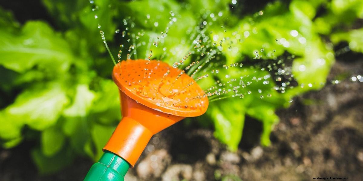 How To Grow Microgreens: The Ultimate Guide