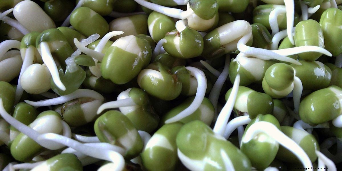 How To Grow Microgreens: The Ultimate Guide