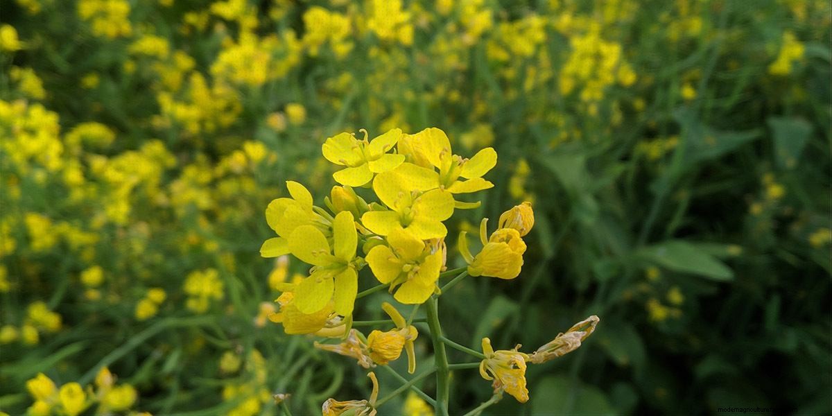 How To Grow Microgreens: The Ultimate Guide