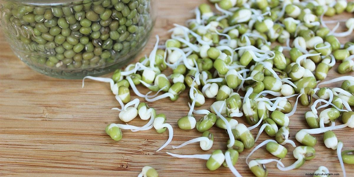 How To Grow Microgreens: The Ultimate Guide