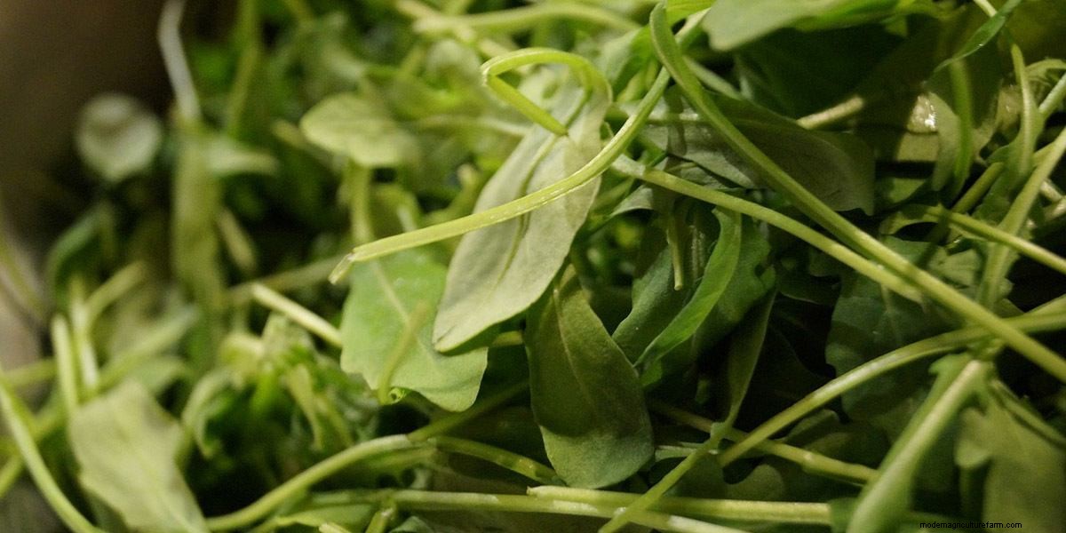 How To Grow Microgreens: The Ultimate Guide