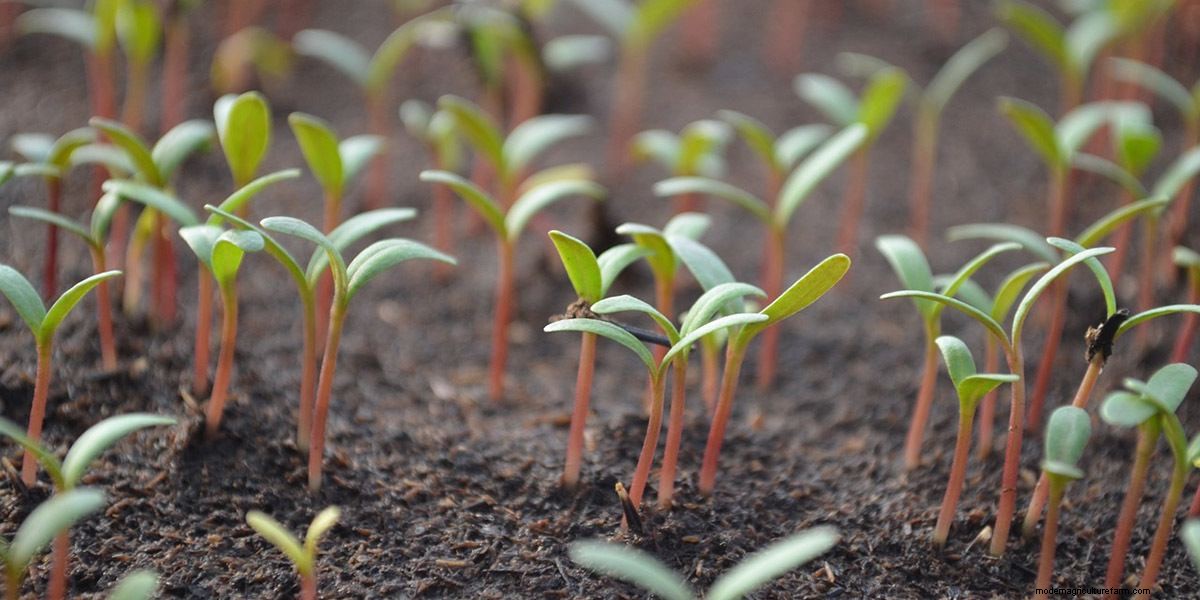 How To Grow Microgreens: The Ultimate Guide