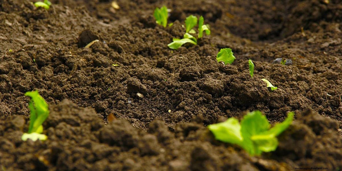 How To Grow Microgreens: The Ultimate Guide