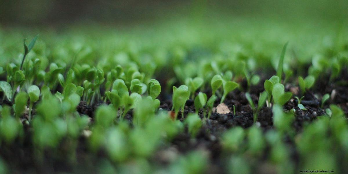 How To Grow Microgreens: The Ultimate Guide