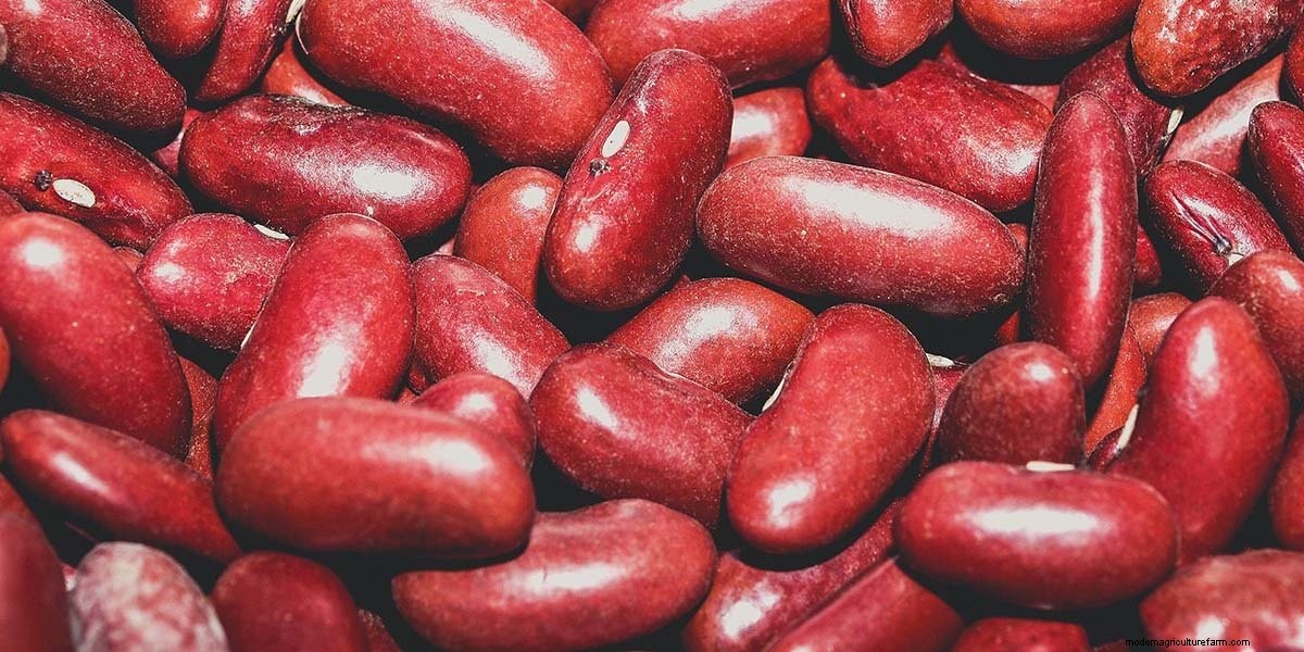 How To Grow Microgreens: The Ultimate Guide