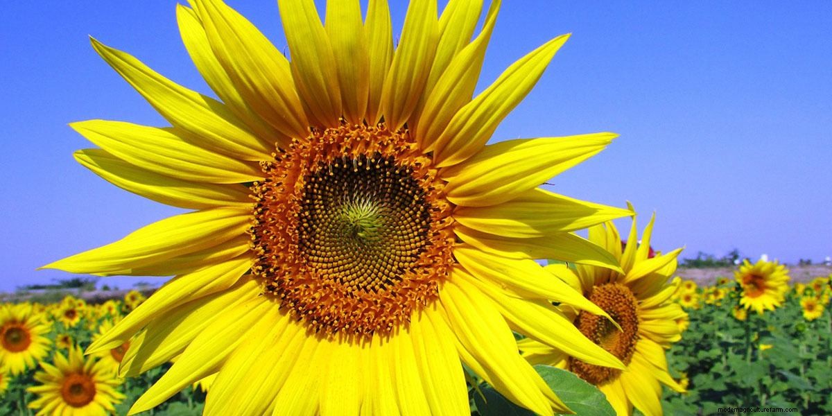 How To Grow Microgreens: The Ultimate Guide