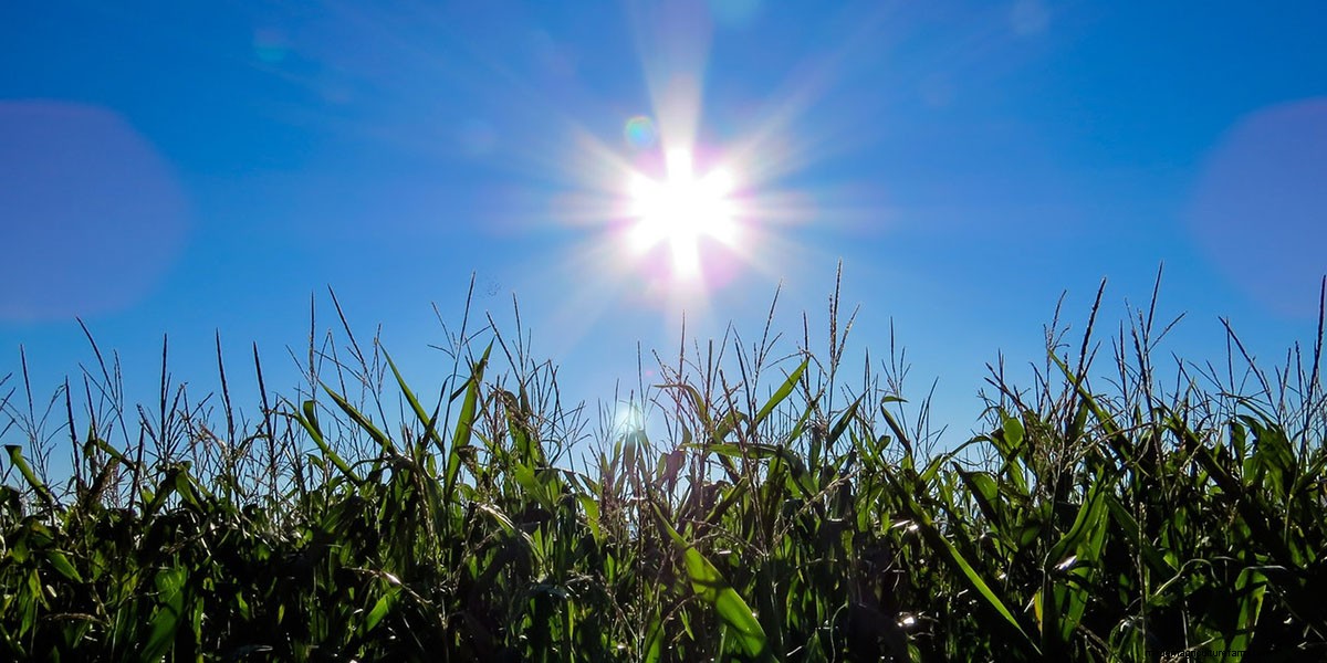 How To Grow Microgreens: The Ultimate Guide