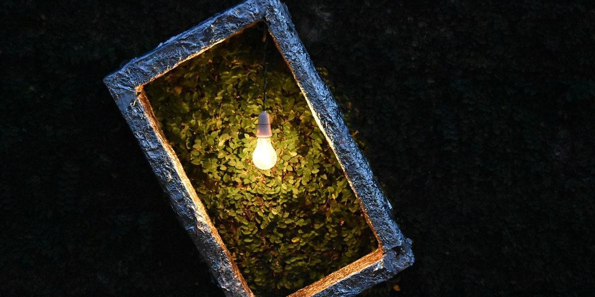 How To Grow Microgreens: The Ultimate Guide