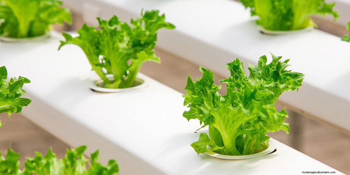 How To Grow Microgreens: The Ultimate Guide