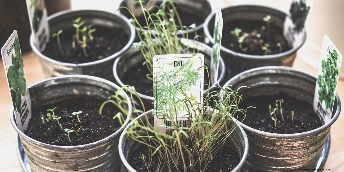 How To Grow Microgreens: The Ultimate Guide