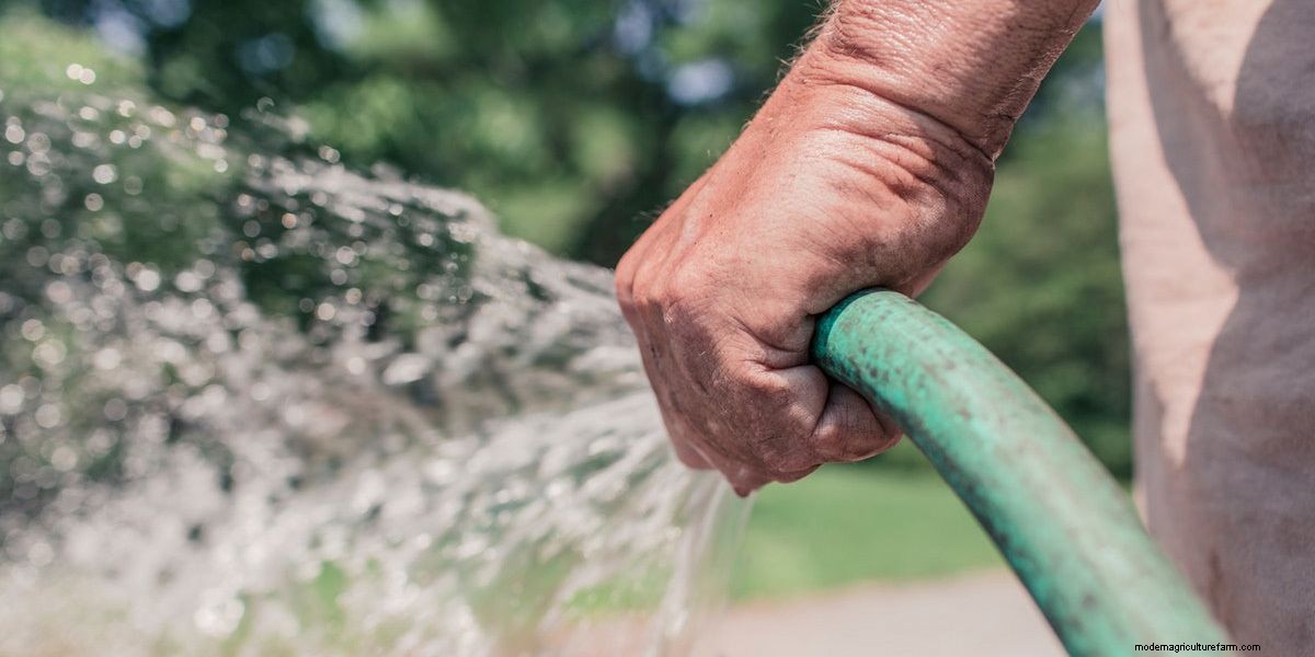 How To Grow Microgreens: The Ultimate Guide