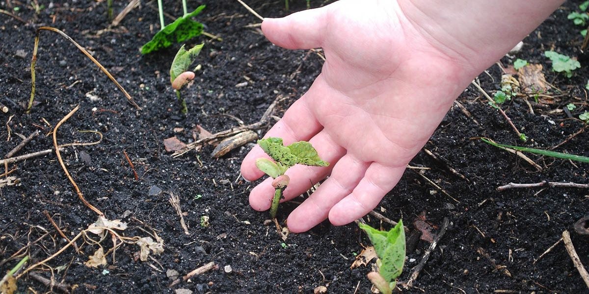 How To Grow Microgreens: The Ultimate Guide