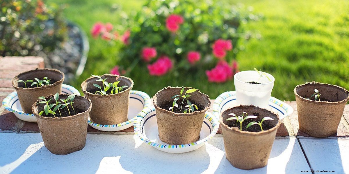 How To Grow Microgreens: The Ultimate Guide