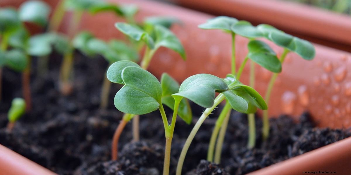 How To Grow Microgreens: The Ultimate Guide