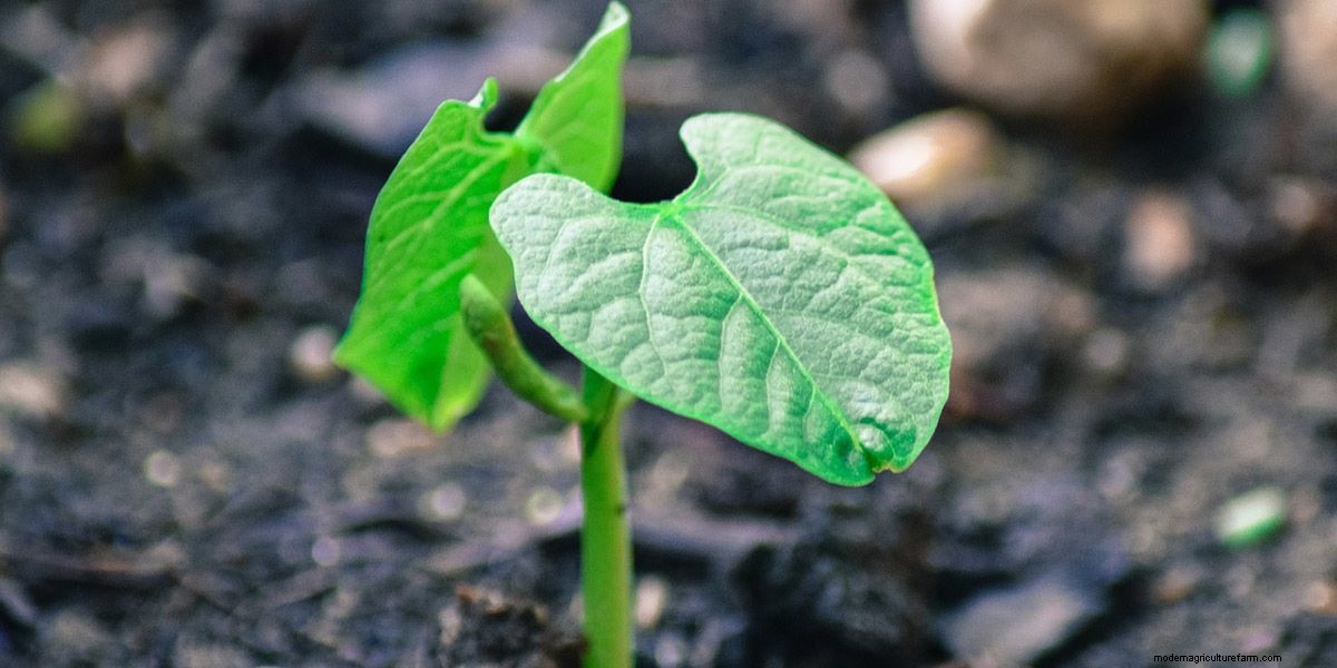 How To Grow Microgreens: The Ultimate Guide