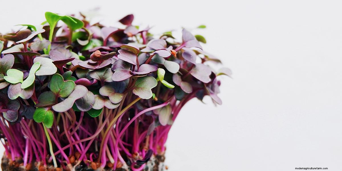 What Are Microgreens And What Are The Health Benefits?