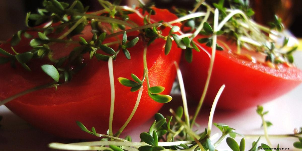 What Are Microgreens And What Are The Health Benefits?