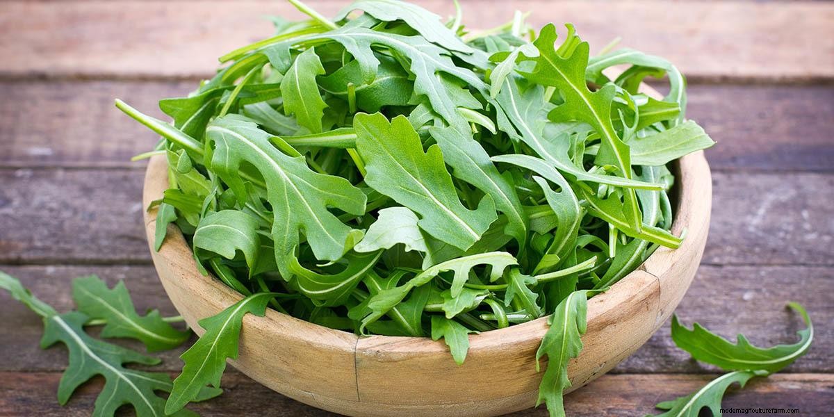 What Are Microgreens And What Are The Health Benefits?