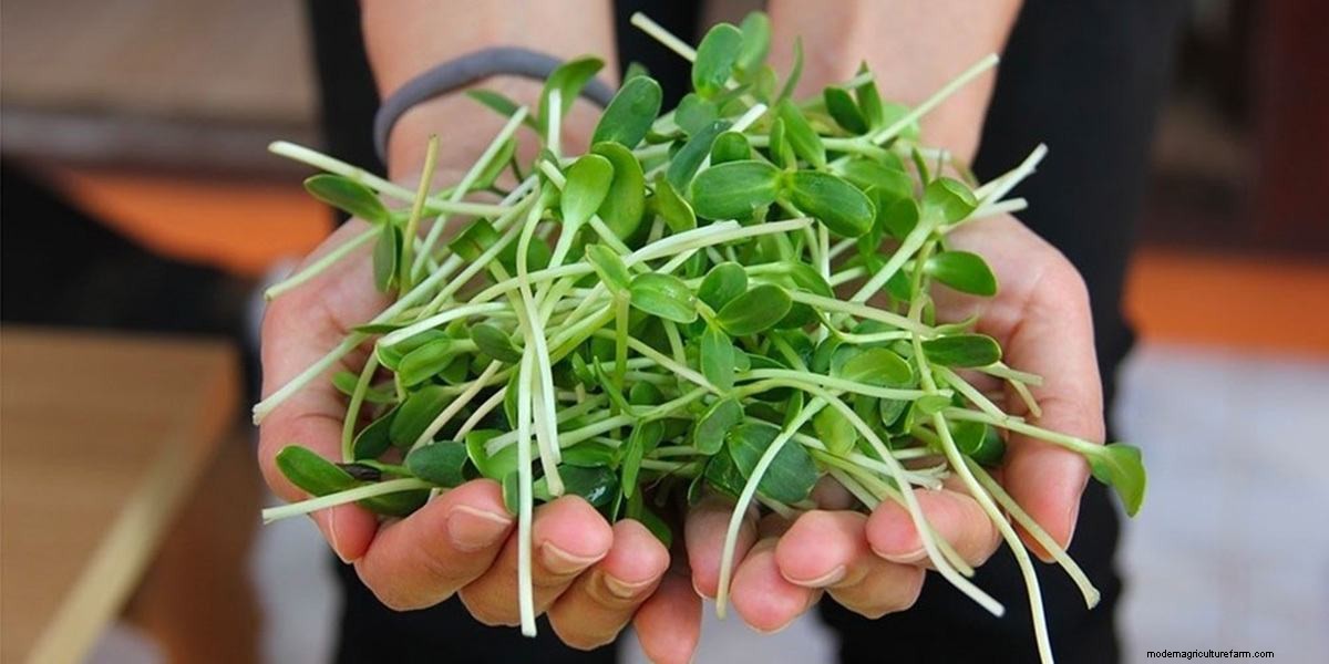 What Are Microgreens And What Are The Health Benefits?