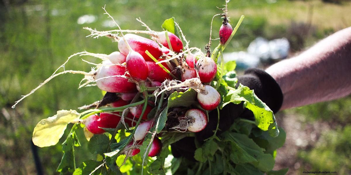 What Are Microgreens And What Are The Health Benefits?