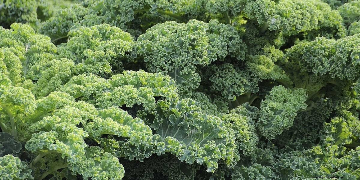 What Are Microgreens And What Are The Health Benefits?