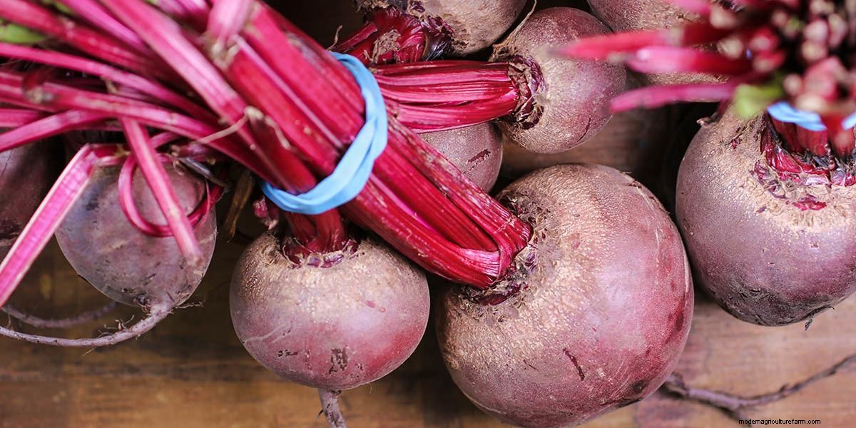 What Are Microgreens And What Are The Health Benefits?