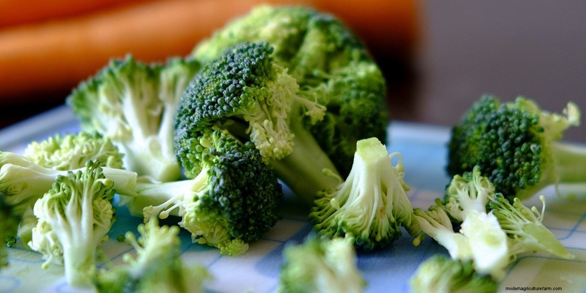 What Are Microgreens And What Are The Health Benefits?