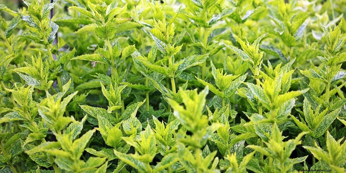 What Are Microgreens And What Are The Health Benefits?