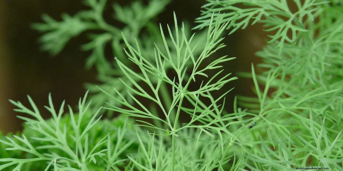 What Are Microgreens And What Are The Health Benefits?