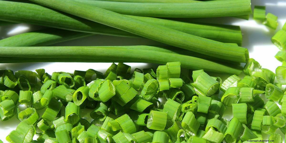 What Are Microgreens And What Are The Health Benefits?