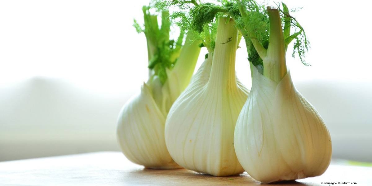 What Are Microgreens And What Are The Health Benefits?