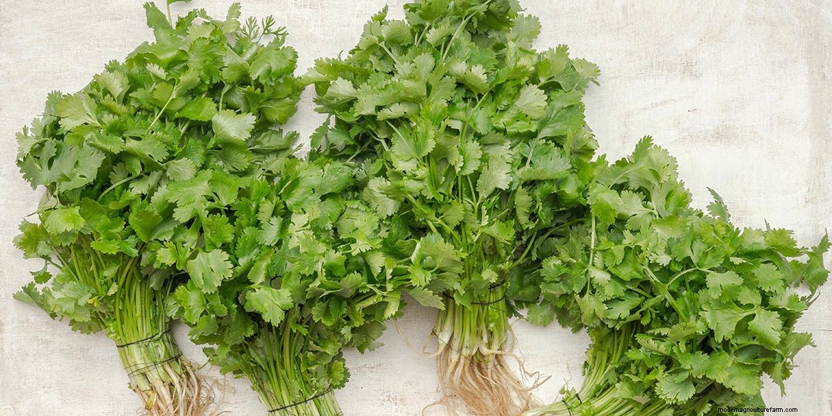 What Are Microgreens And What Are The Health Benefits?