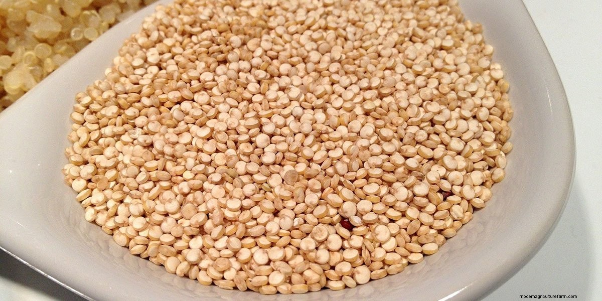 What Are Microgreens And What Are The Health Benefits?