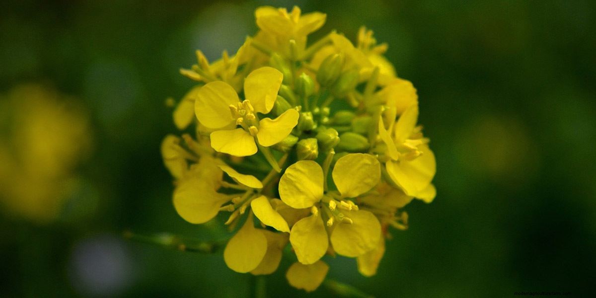 What Are Microgreens And What Are The Health Benefits?