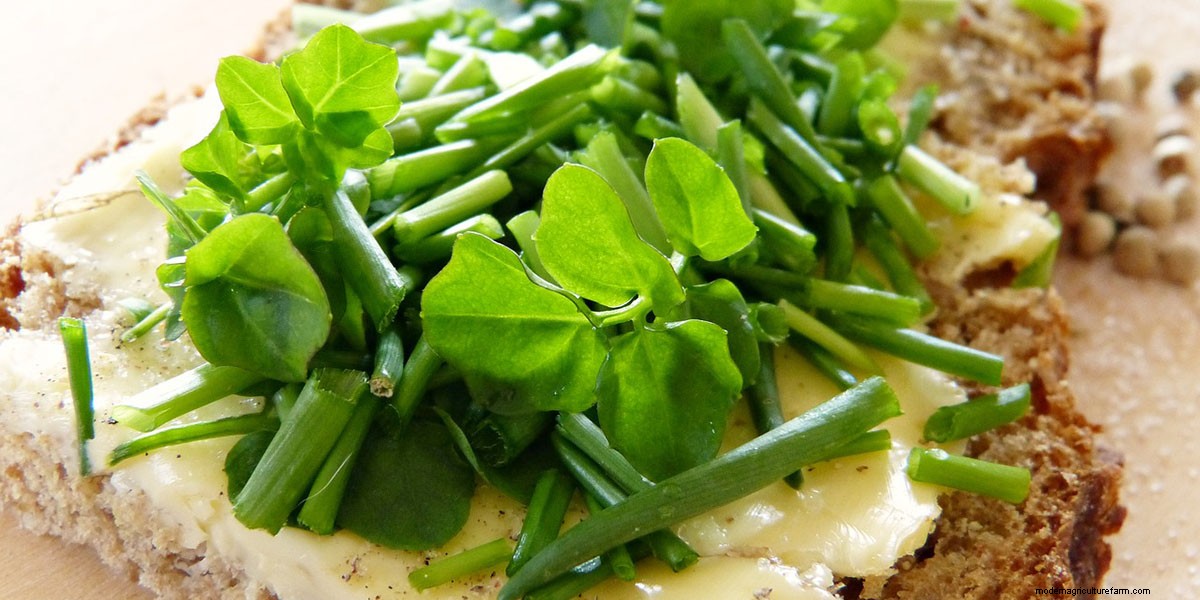 What Are Microgreens And What Are The Health Benefits?