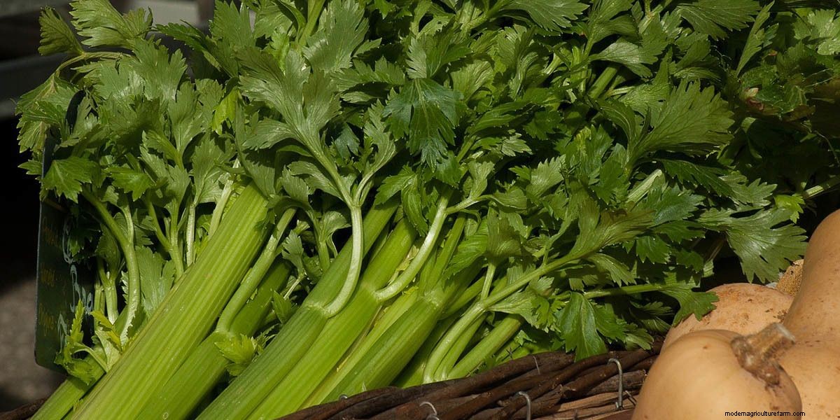 What Are Microgreens And What Are The Health Benefits?