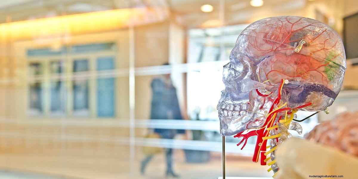 Medicinal Mushroom Extracts and Supplements: A Buyers Guide