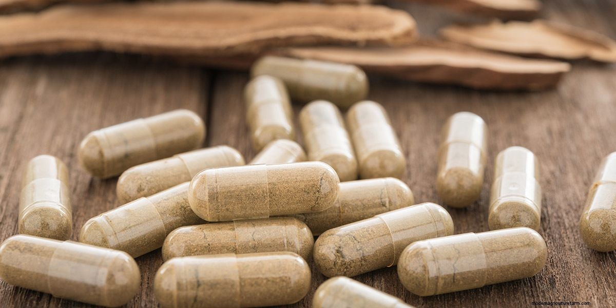 Medicinal Mushroom Extracts and Supplements: A Buyers Guide