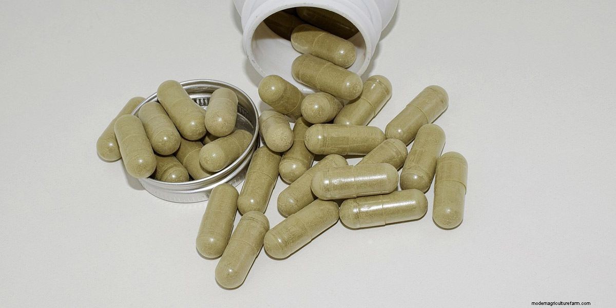 Medicinal Mushroom Extracts and Supplements: A Buyers Guide