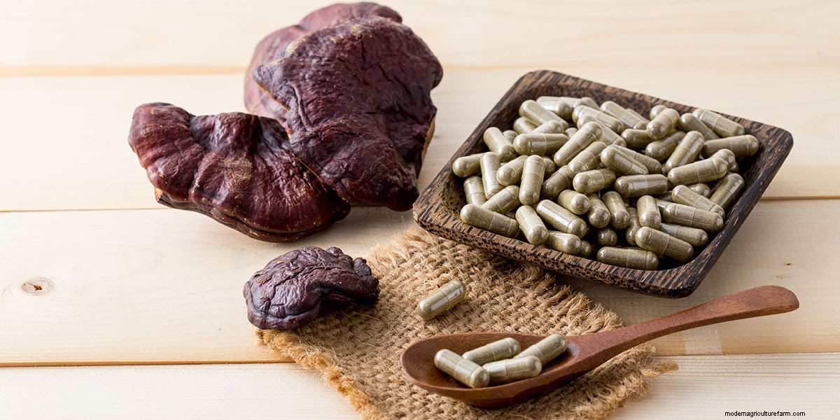Medicinal Mushroom Extracts and Supplements: A Buyers Guide