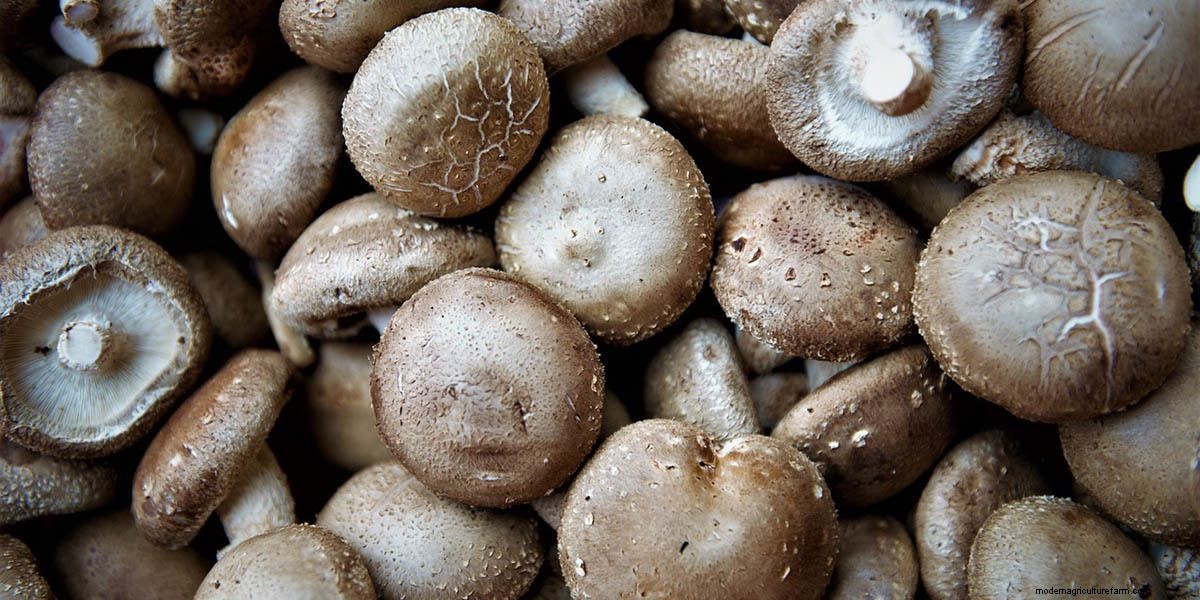 Medicinal Mushroom Extracts and Supplements: A Buyers Guide