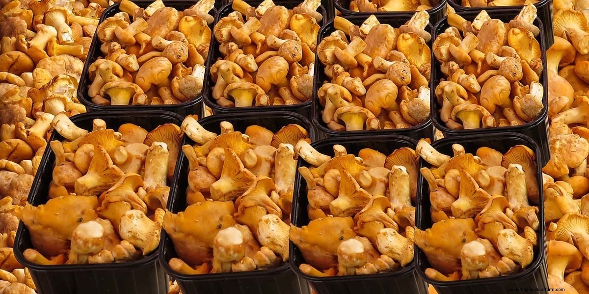 How To Cook Mushrooms: The Right Way!