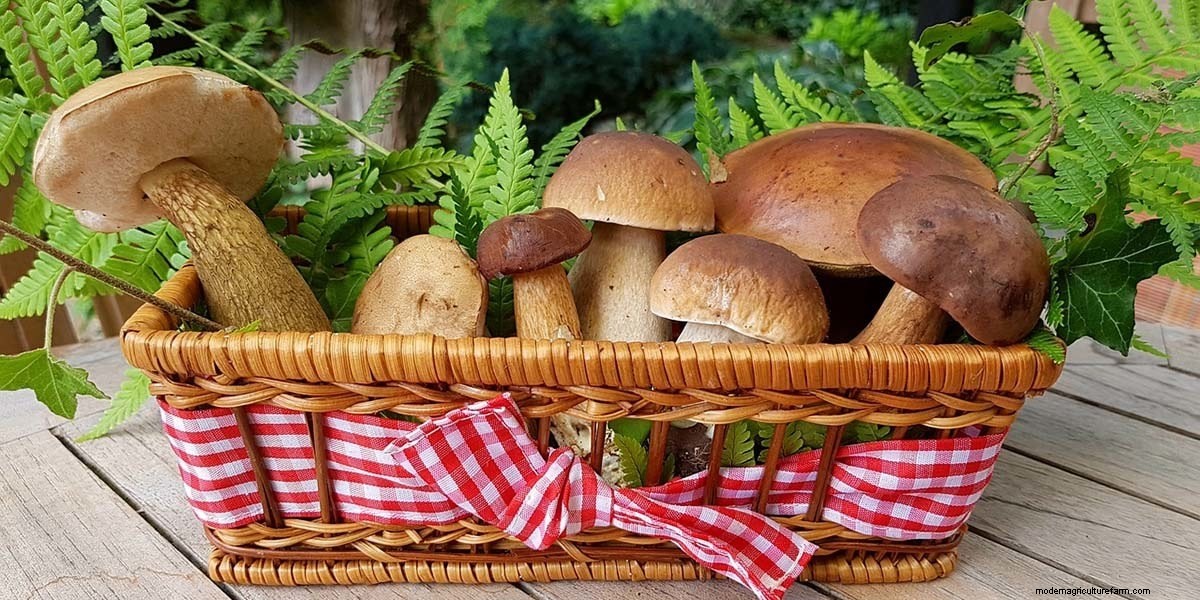 How To Cook Mushrooms: The Right Way!