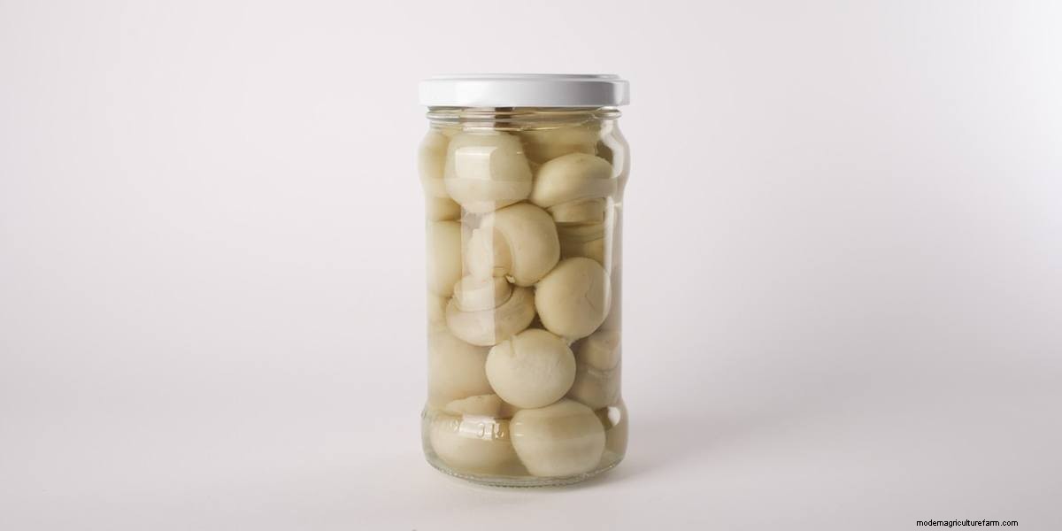 How To Cook Mushrooms: The Right Way!