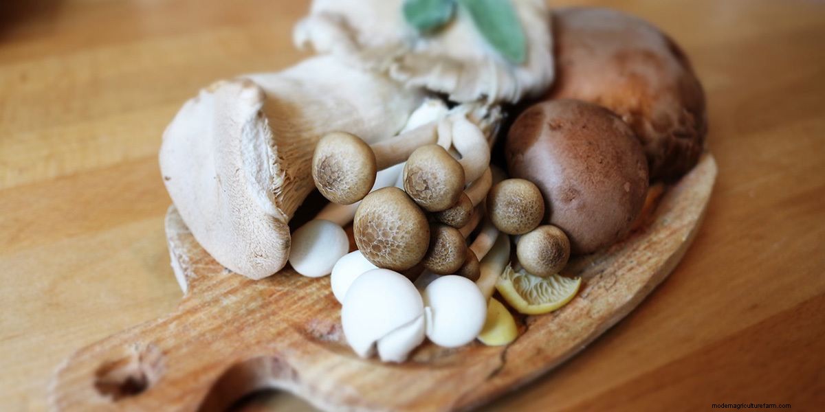 How To Cook Mushrooms: The Right Way!