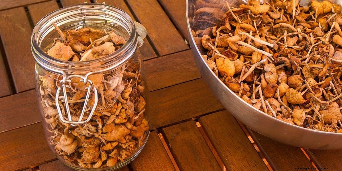 How To Cook Mushrooms: The Right Way!